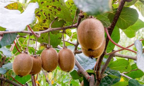 始兴县罗坝镇河渡村大力发展猕猴桃种植今年预计猕猴桃产量将达5万公斤_韶关发布