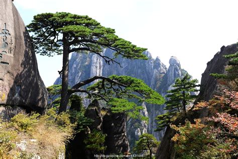 黄山迎客松图片