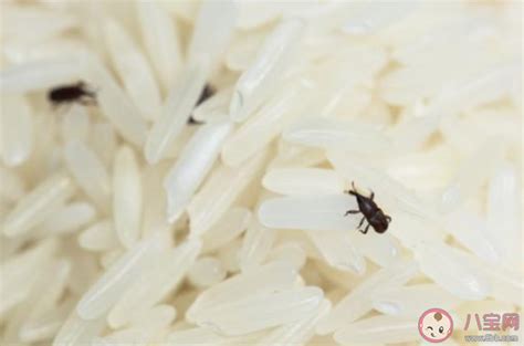 家里的大米为什么老长虫？虫卵到底从哪来的？告诉你怎样去米虫|大米|虫卵|米虫_新浪新闻