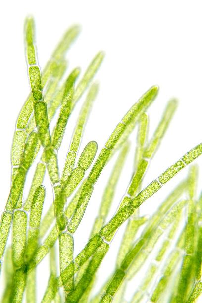 微藻显微镜下，绿藻，蓝藻，浮游植物，藻类混合背景照片摄影图片_ID:430405908-Veer图库