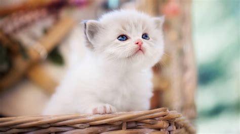 什么品种的猫最可爱？最可爱的猫咪十大排名！