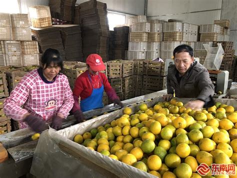 浙江“中国四季柚之乡”，曾拍出3380元一颗