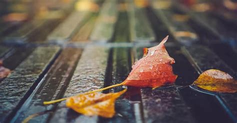 关于秋天来了的有意思句子 感叹秋天的唯美句子心情 _八宝网
