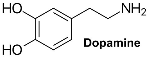 Dopamine: A Neurotransmitter | Everyday Health