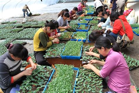北京顺义：北务镇创新运行“合作社+农户”种植模式，带动周边村民共同致富