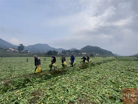 超10万吨青菜头将变身涪陵榨菜 广安打造重庆优质农产品供应地_四川在线