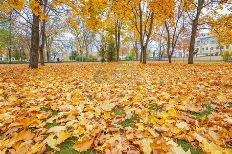 五颜六色的秋天树枝白色天空背景高清图片下载-正版图片507366608-摄图网