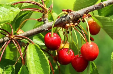 试吃了五品种樱桃，最为甜美多汁的是……|汶川|大樱桃|车厘子_新浪新闻