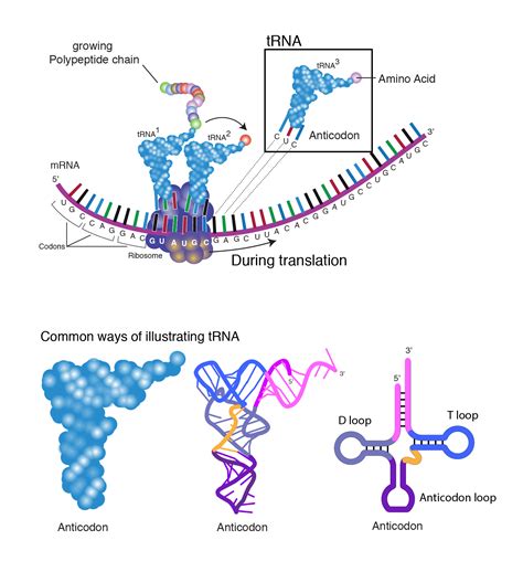 mRNA 序列设计 | 如何进行密码子优化_生物研究_实用技巧_科研星球