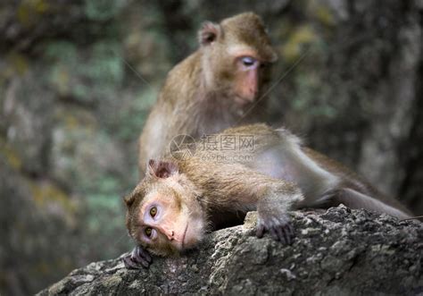 树林中的野生猴子高清图片下载-正版图片502364199-摄图网