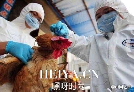 h7n9症状表现 h7n9禽流感最新消息_嘿呀网