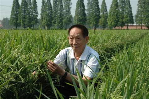 终于有人想到，要把杂交水稻之父袁隆平的故事拍成电视剧了_风闻