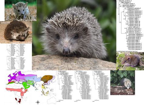 刺猬的孩子 年轻的刺猬 刺猬 动物 带动 性质 花园 哺乳动物图片免费下载 - 觅知网