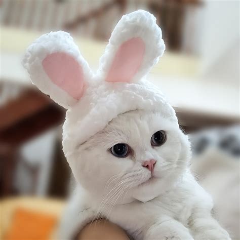 猫头套非主流头像