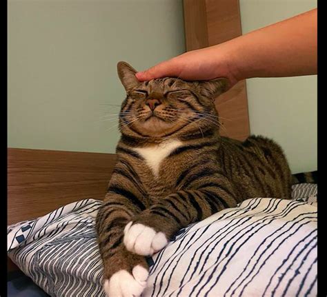 非主流摸猫头像