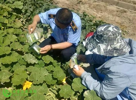 金塔县农技中心扎实开展植物检疫工作 @ 甘肃三农在线