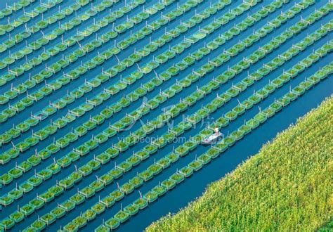 安徽池州：发展特色水产 助力乡村振兴-人民图片网