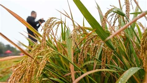 种植的杂交水稻高清图片下载-正版图片600060230-摄图网