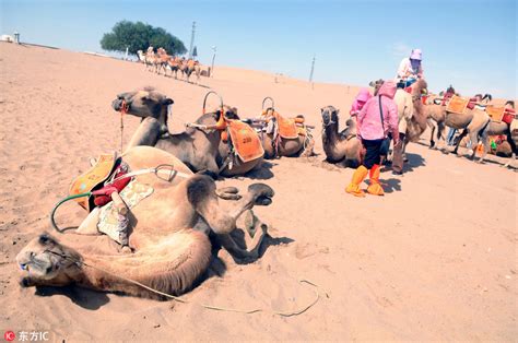 国庆假期敦煌3天接待11万游客，骆驼又“累趴了”_凤凰资讯