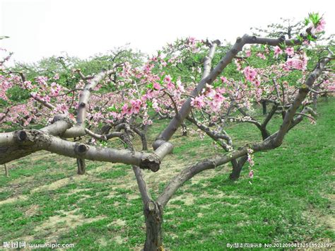 为什么桃树不能与其他果树混种？-种植技术-中国花木网