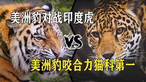 老虎与花豹_腾讯视频