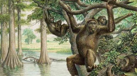 德发现1200万年古猿化石：猿人合体_时差视频-梨视频官网-Pear Video