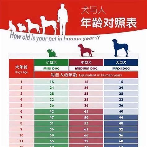 属狗年龄对照表2023年(狗年人的幸运年龄)