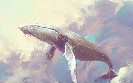 鲸鱼死后到底会发生什么?为何会有“一鲸落,万物生”的说法?