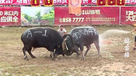 贵州从江：千年斗牛文化焕发新生机