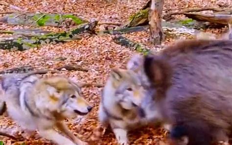 狼群与狼群最火爆的战斗，野狼打架夺地盘还是靠数量_腾讯视频