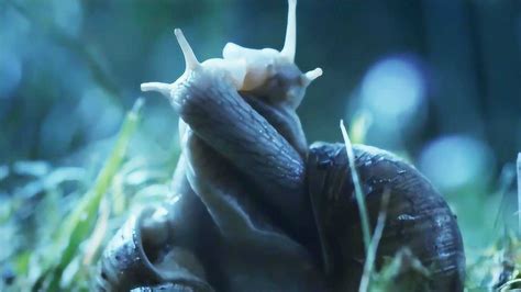 蜗牛是如何繁衍下一代的？原来这么神奇，看完不禁红了脸！_腾讯视频