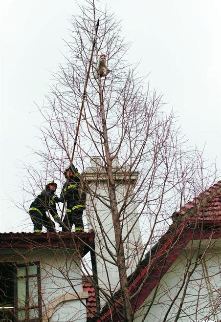 一只小猫咪爬到树上后被困住 上海消防员展开一场救猫行动 – 蓝云宠物网