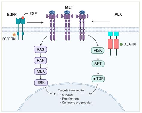 Cancers | Free Full-Text | MET Amplification as a Resistance Driver to ...