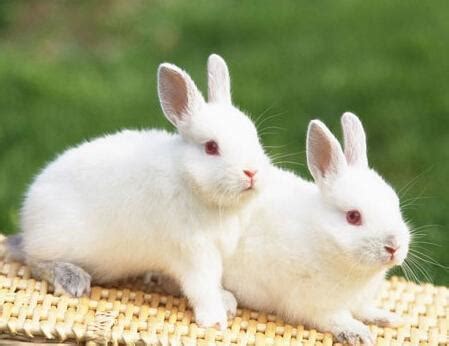 小兔子的资料和介绍（人们最喜欢的宠物之一兔子资料和介绍） | 说明书网