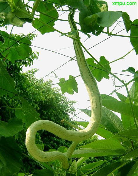 蛇种什么植物最旺财，种什么植物防蛇最好 - 玉三网