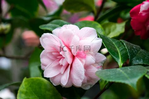 精致的粉红色山茶花图片高清图片下载-正版图片600144651-摄图网