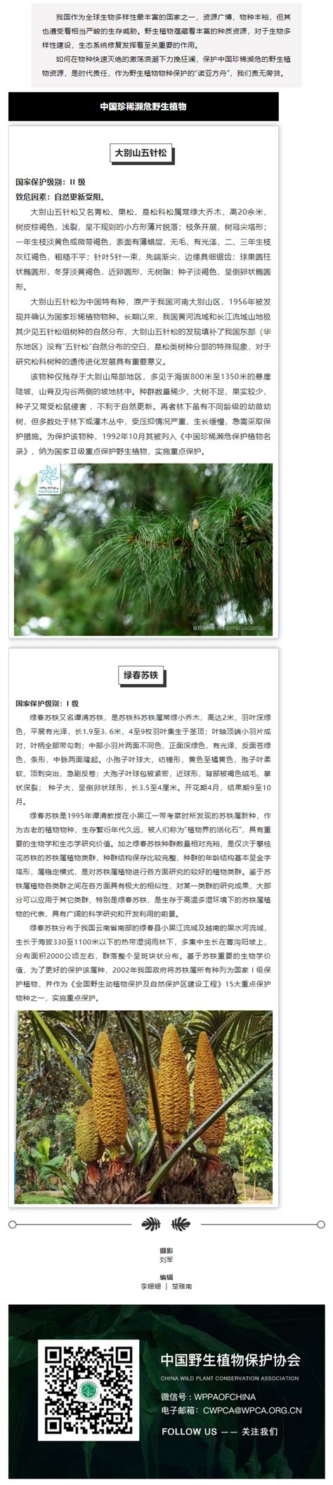 四年研究成果：秦岭珍稀树种领春木在西安开花啦 - 西部网（陕西新闻网）