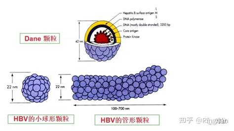 乙肝病毒HBV
