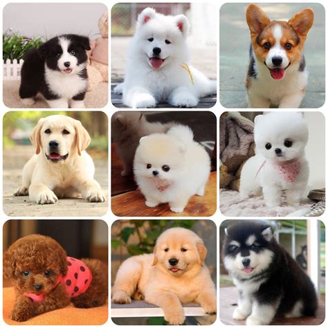 适合家养的小型犬排名，十大适合家养的小型狗！