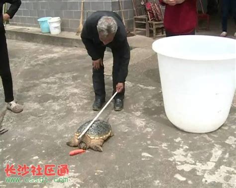 江西上饶万年县一居民发现一只8斤余重的乌龟_两栖专题（乌龟甲鱼）_水产养殖网