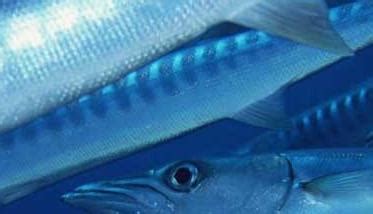 沙梭鱼和沙丁鱼的区别-百度经验