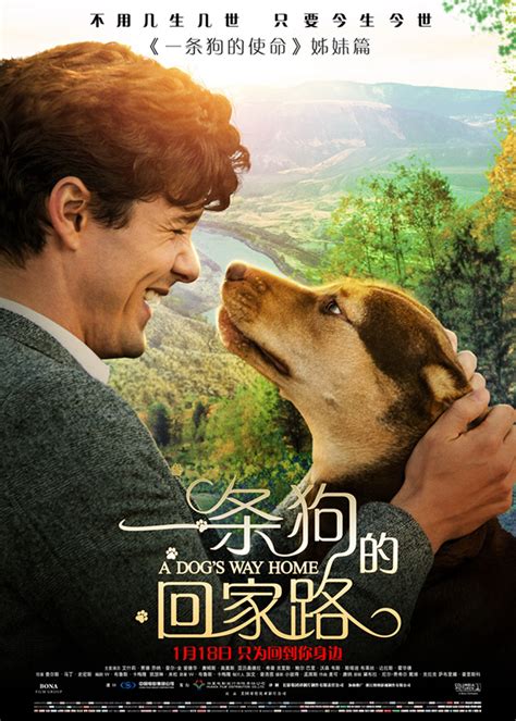 十大狗狗感人的电影排行榜 新灵犬莱西真实故事改编相当感人 - 电影