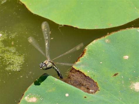 蜻蜓点水竟然是产卵、繁殖？很多人都不知道这事！_幼虫
