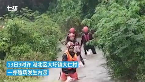 广西贵港：洪水围困养殖场，消防员“抱”出210头小猪_凤凰网视频_凤凰网