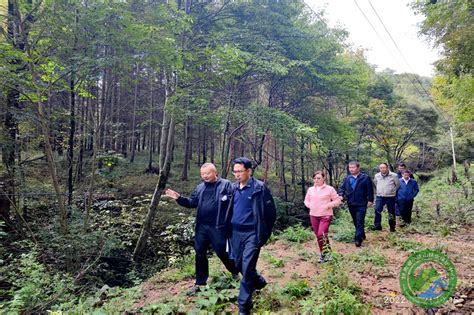 解码浙江丨10万亩低效林改造——新昌乡村的“腾笼换鸟”-新华网