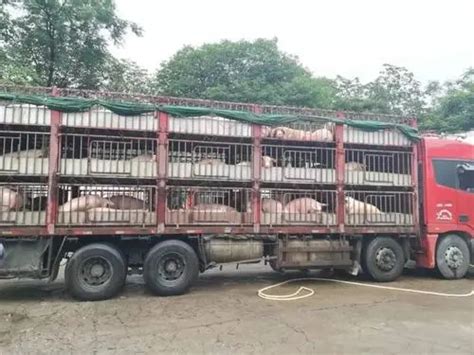 黑龙江：非洲猪瘟疫情县市暂停生猪调出 |详情↘__凤凰网