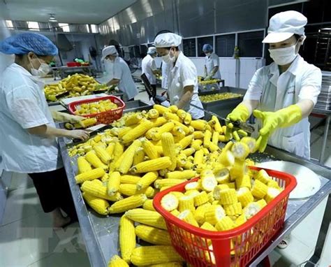 越南加强出口农产品检疫 满足欧盟市场新规定 | 经济 | Vietnam+ (VietnamPlus)