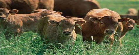 牛吃食物的反刍现象-农百科