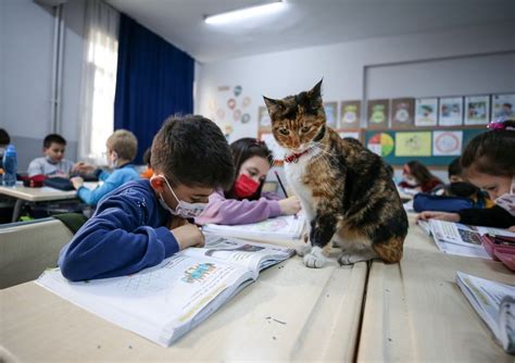 土耳其布尔萨学校现猫咪 与学生一起听课宛如小学生