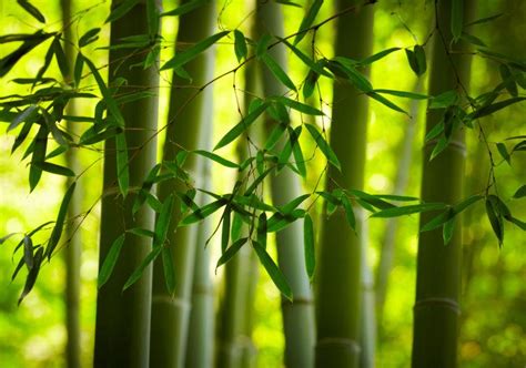 竹子图片-新鲜竹子素材-高清图片-摄影照片-寻图免费打包下载